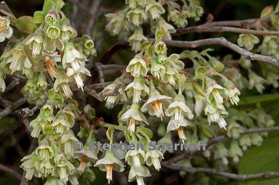 vaccinium stamineum 1 graphic